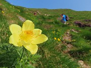 14 Pulsatilla alpina sulphurea (Anemone sulfureo)